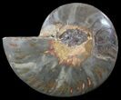 Split Black/Orange Ammonite (Half) - Unusual Coloration #55670-1